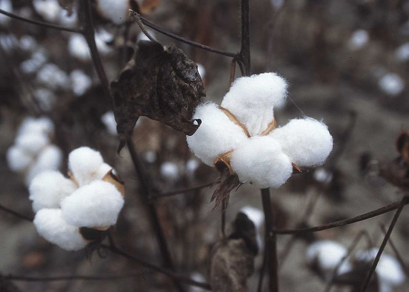 cotton plant, Texas, 1996