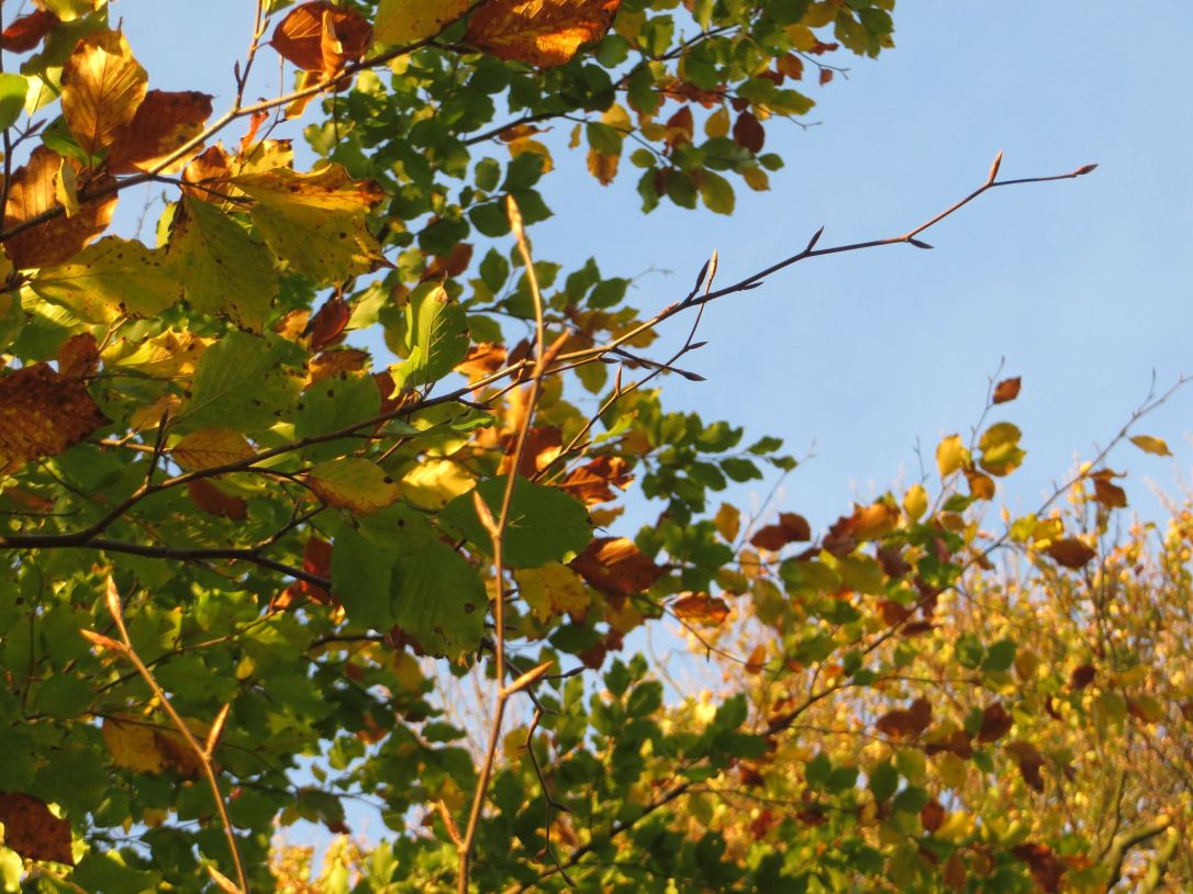 Own photo tree autumn